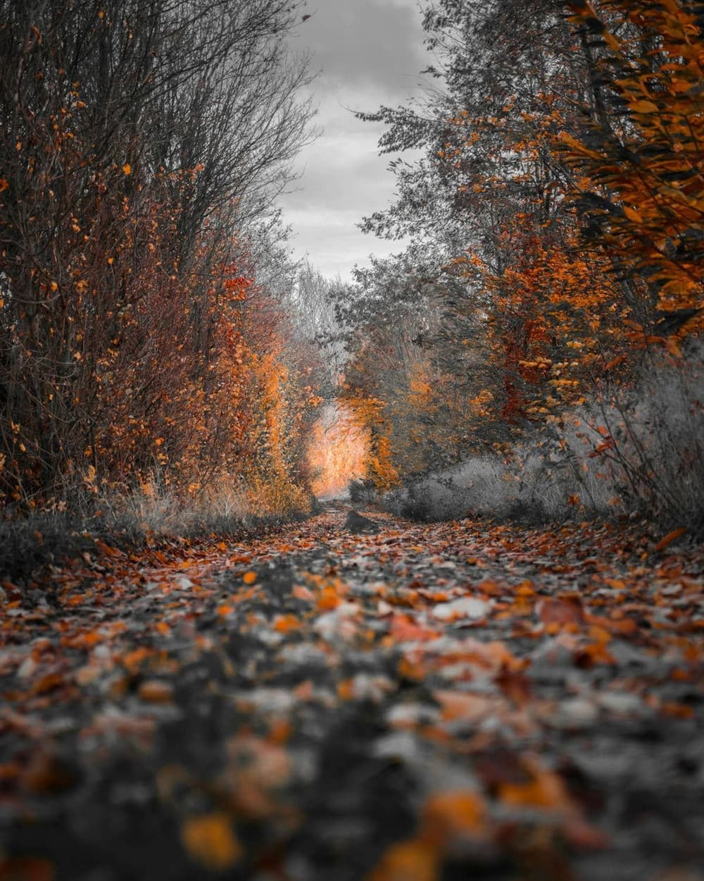Picturesque autumn forest pathway with vibrant fall foliage
