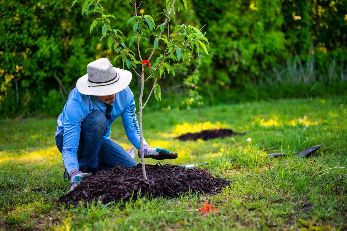 Person planting a young tree to replant after ash tree removal - Tri-County Tree