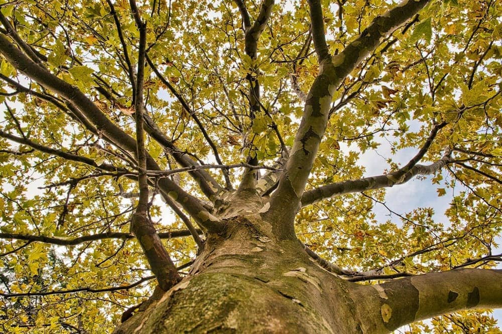Low angle view looking up through tree canopy - signs it might be time to remove a tree