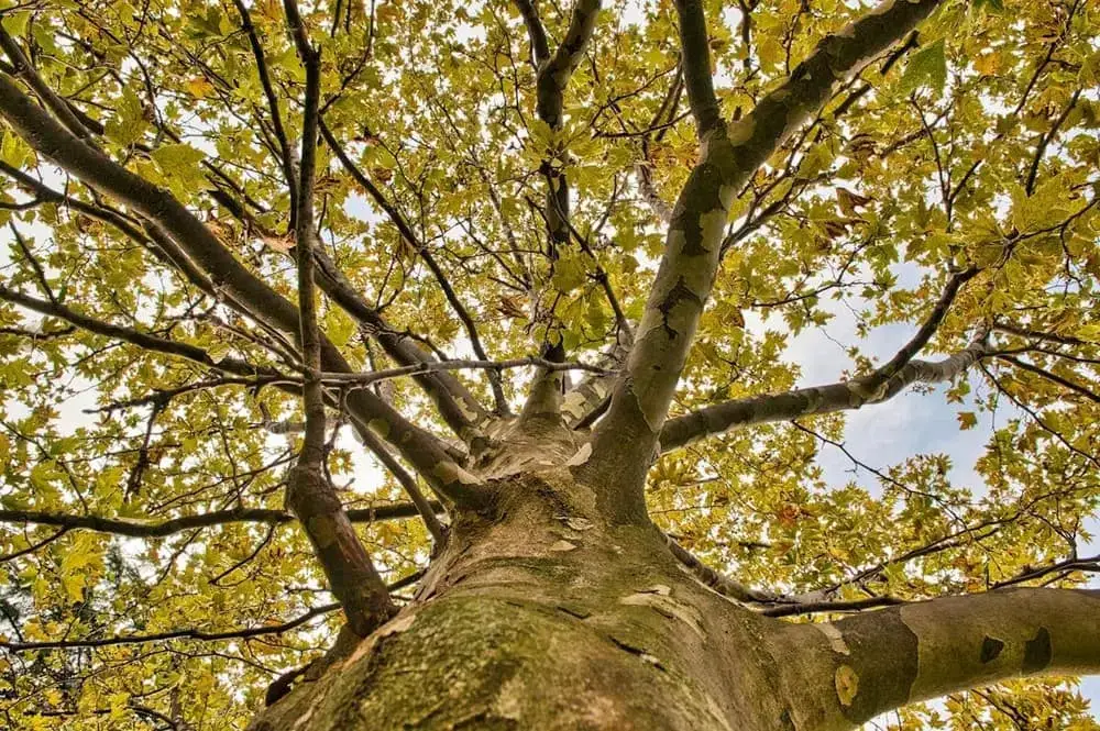 Low angle view looking up through tree canopy - signs it might be time to remove a tree