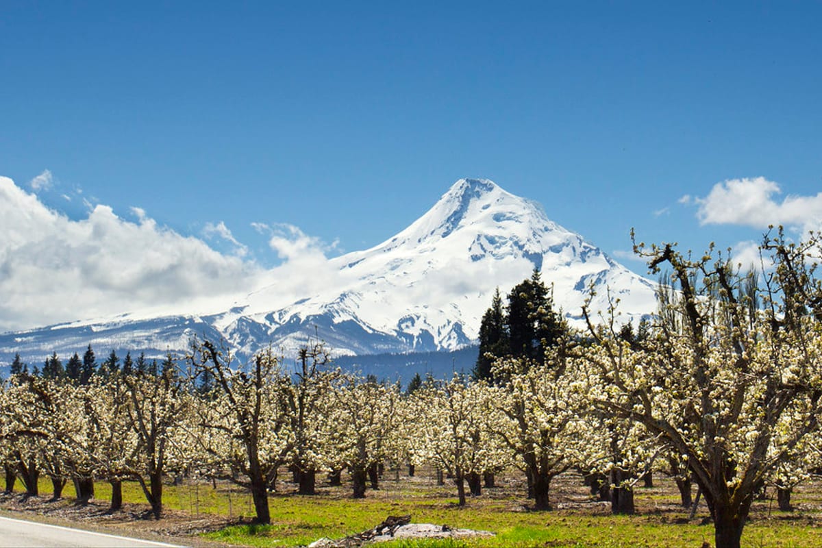 Rows of fruit trees in spring blossom in an orchard below a snow-capped mountain - spring tree pruning